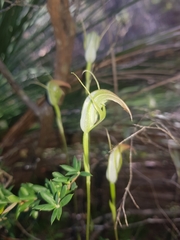 Pterostylis acuminata