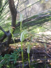 Pterostylis acuminata
