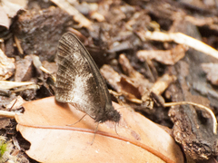 Strabena vinsoni