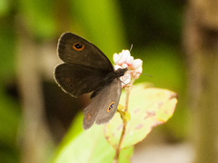 Strabena vinsoni
