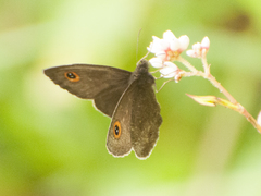 Strabena vinsoni