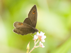 Strabena vinsoni
