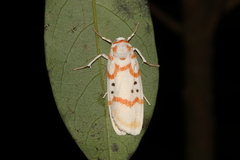 Cyana propinqua