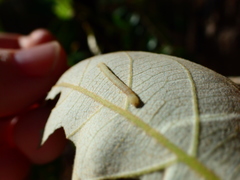 Lepidoptera
