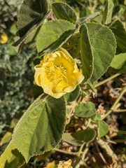 Abutilon leucopetalum