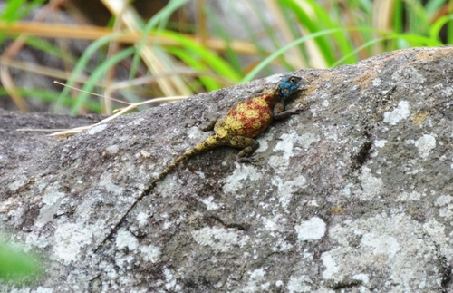 Kirk's Rock Agama