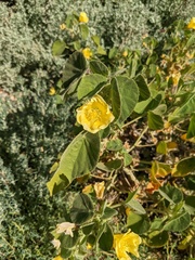 Abutilon leucopetalum