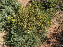 Abutilon leucopetalum