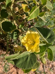 Abutilon leucopetalum