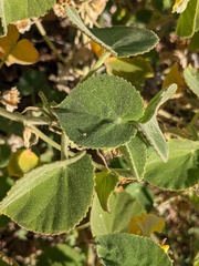 Abutilon leucopetalum