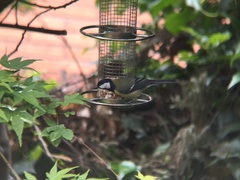 Parus major