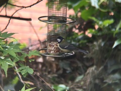 Parus major