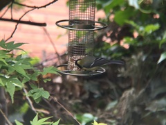 Parus major