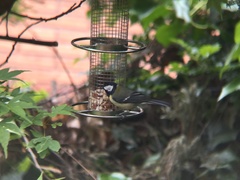 Parus major