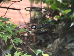 Parus major