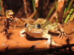 Leptodactylus podicipinus