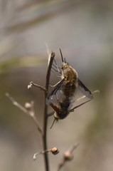 Bombylius fimbriatus