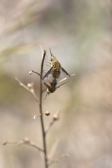 Bombylius fimbriatus
