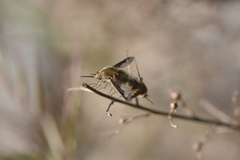 Bombylius fimbriatus