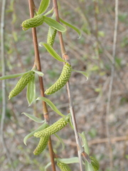 Salix alba