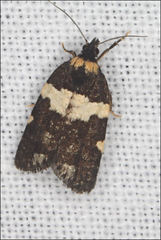 Dichelia cosmopis