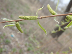 Salix alba