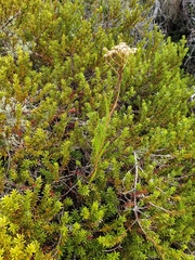 Senecio dunedinensis