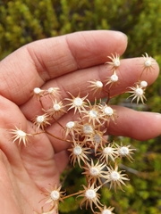 Senecio dunedinensis