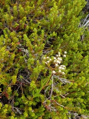 Senecio dunedinensis