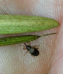 Lignyodes