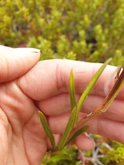 Senecio dunedinensis