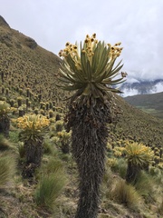 Espeletia hartwegiana