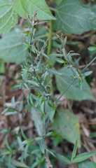 Pseudelephantopus spicatus