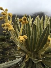 Espeletia hartwegiana