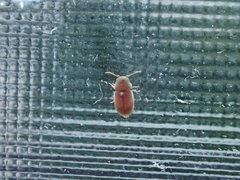 Lasioderma serricorne