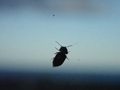 Lasioderma serricorne