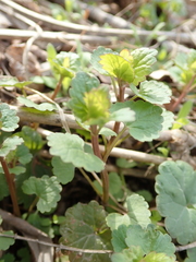 Glechoma hederacea