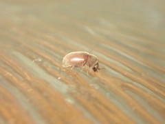 Lasioderma serricorne