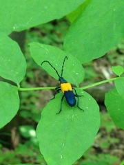 Desmocerus palliatus