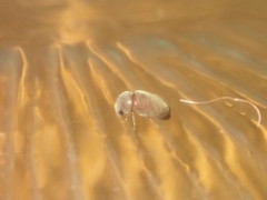 Lasioderma serricorne