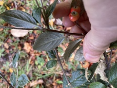 Cotoneaster sternianus