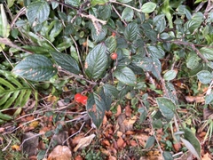 Cotoneaster sternianus