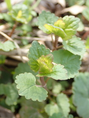 Glechoma hederacea