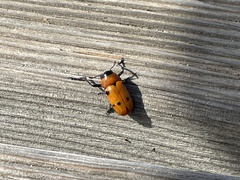 Tituboea sexmaculata