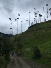 Ceroxylon quindiuense