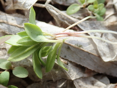 Asperugo procumbens