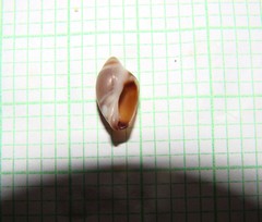 Amalda depressa