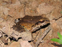 Leptodactylus pentadactylus