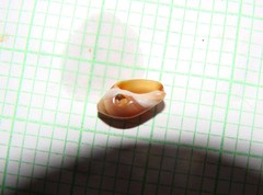 Amalda depressa