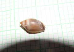 Amalda depressa
